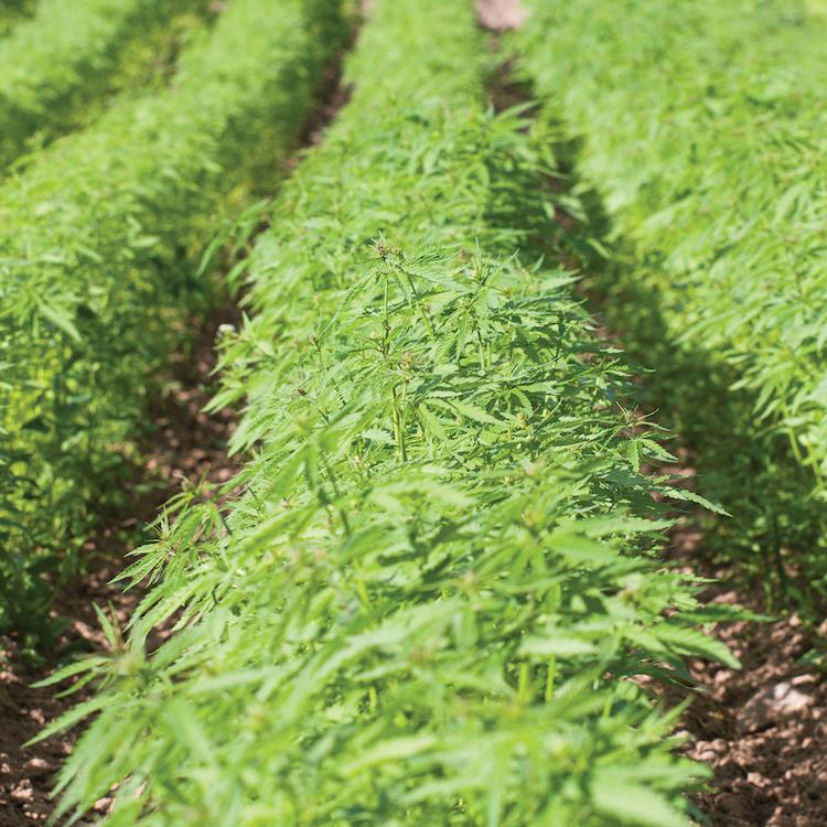 EPA seeks public comment on registering pesticides for hemp